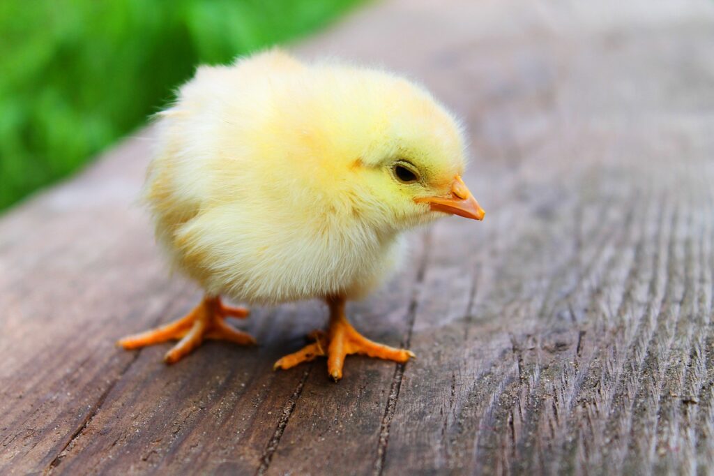 bird, chicks, baby chicken-349026.jpg